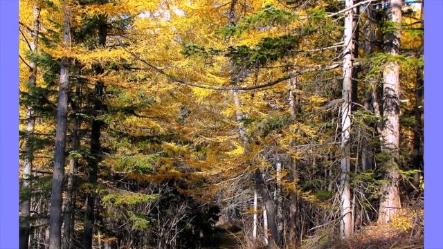 Сахалинские пейзажи