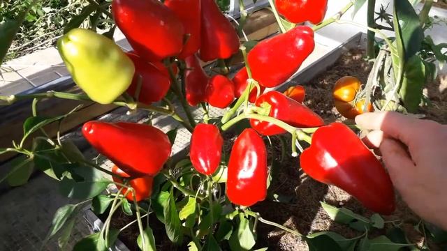 Алеша - сладкий перец. Лучший перец года. Обзор 2022 смотреть онлайн