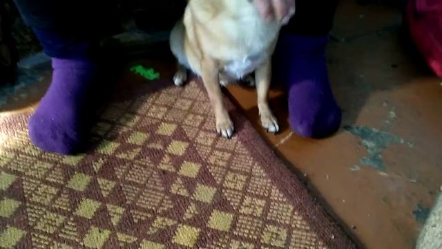 Самая красивая собака смотреть онлайн