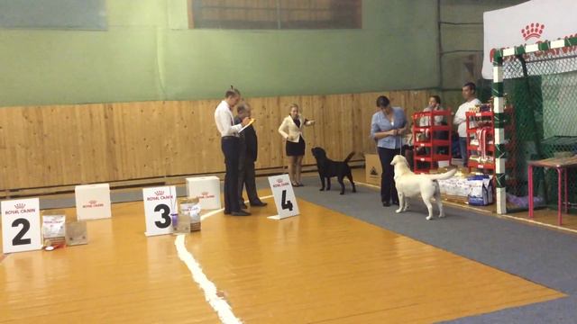 Воронеж. 01.10.2017. Моно лабрадоров. смотреть онлайн