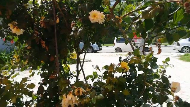 ДЕНРОПАРК! СЕЗОН ШЕЛКОВИЦЫ! ЧЕРНОМОРСКОЕ ПОБЕРЕЖЬЕ. НОВОРОССИЙСК. Белка на море. Переезд на юг смотреть онлайн