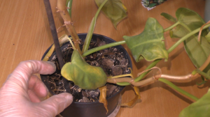 Почему ФИЛОДЕНДРОН ПЛЕШИВЫЙ и как ЭТО можно ИСПРАВИТЬ. На примере Филодендрон Золотая Скрипка