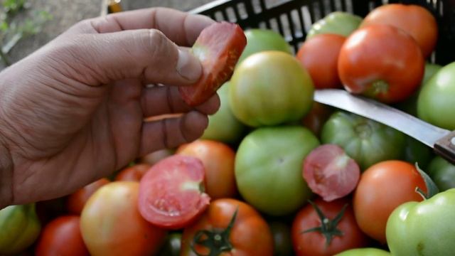 Томат Чёрная гроздь дегустация смотреть онлайн