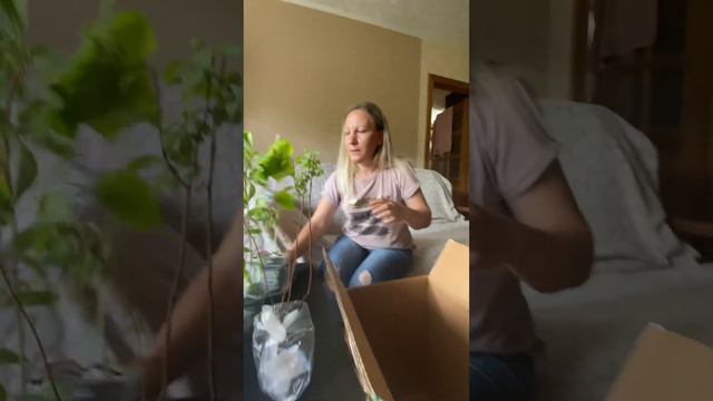 Распаковка саженцев с ОПТ-ХОЗ смотреть онлайн