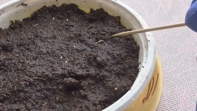 НИВЯНИК НАИБОЛЬШИЙ"СЕРЕБРЯНАЯ ПРИНЦЕССА"//МНОГОЛЕТНИК//посев,уход