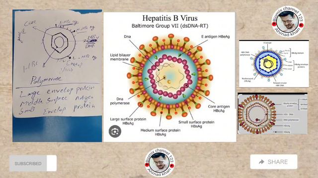 Hepatitis profile/hepatitis B profile/hbe ag/hbe ab/HBc s ag/ core igm in Pashto смотреть онлайн