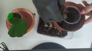 Самый простой способ пересадки черенка из стаканчика в горшочек