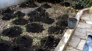 Как правильно укрывать розы на зиму.уход