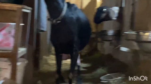 +79157787787. Директор/козленыш с мамой Габи и папой STAR-FIRE HER REV ZIGZAG OF LUCK. 08.11.23 д.р смотреть онлайн