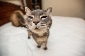 ПРИКОЛЫ С КОТАМИ! Самая смешная нарезка животных!