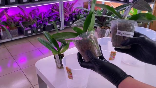 Как и какой горшок выбрать для Орхидеи? Обзор на самые популярные горшки для Орхидей «АРТЕ»