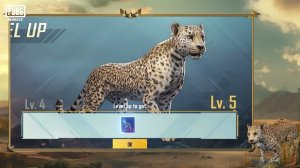 PUBG MOBILE | Leopard Buddy