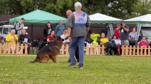 ПП 262 Хайлигенланд ВАЛЬДО / Моно немецких овчарок ПК БРОННИЦЫ 10.08.2024