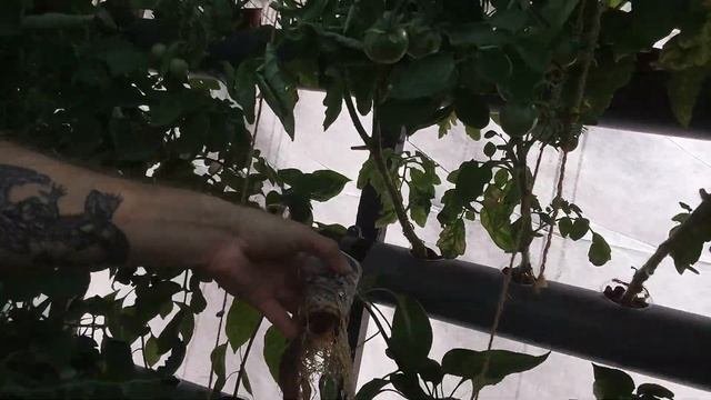 Биопрепараты обработка помидор  на гидропонике NFT система.Такое случаеться пробка из за корней