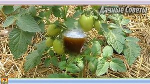 Что нельзя делать во время созревания помидоров. Ошибки при выращивании томато