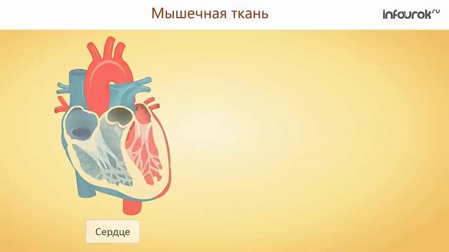 Ткани. Эпителиальные, соединительные, мышечные, нервная ткани. | Биология 8 класс #8 | Инфоурок