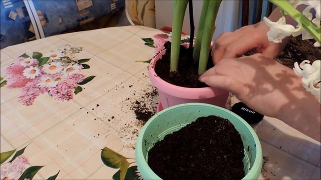Перевалка Гиацинта