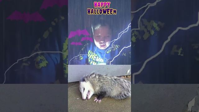 Животные пробуждающиеся в Helloween смотреть онлайн