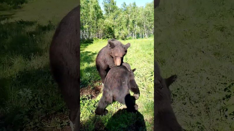 Буржуй завлекает Дуську. #bear #медведь