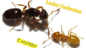 Lasius Umbratus Поднятие с нуля!