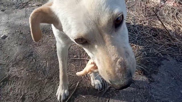Мамочка вышла на прогулку. Подкормка семейства. смотреть онлайн