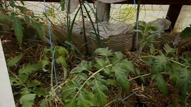 Повреждение стебля томата вредителем или болезнь? смотреть онлайн