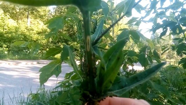 Худший кошмар для растений. ТЛЯ. смотреть онлайн