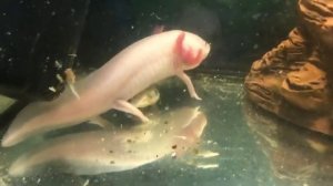 Видео для хейтеров про ожоги у аксолотля. #аксолотль #axolotl