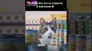 Коты в супермаркете