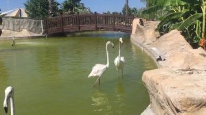 Идем в зоопарк с динозаврами в Турции Dino park, катаемся на паровозике, попугай Кеша