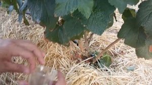 Летнее черенкование черной смородины.