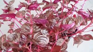 Цветок ирезина