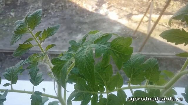 Выращиваю томаты "Балконное чудо" на подоконнике смотреть онлайн