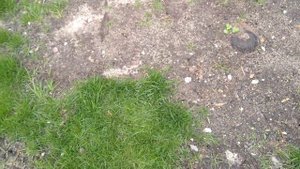 Газонная трава для спортивного газона Evro Grass Германия