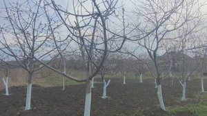 Чем и как ОБРАБАТЫВАТЬ деревья?