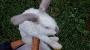 Кролики разведение и уход / Выращивание кроликов