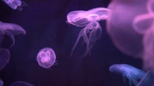 Neon Jellyfish Aquarium ~ Relaxing Music for Sleep, Study, Meditation & Yoga • Screensaver • 6 HOUR