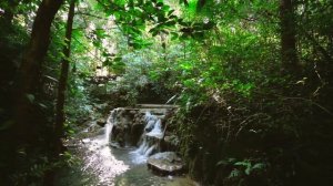 Music for relaxation and meditation, with beautiful forest landscapes. Музыка для релаксации.