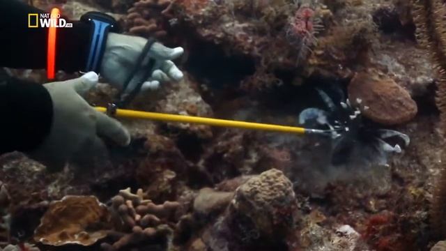 Как люди учат карибских рифовых акул поедать непрошеных вселенцев — крылаток (Pterois volitans) ? смотреть онлайн