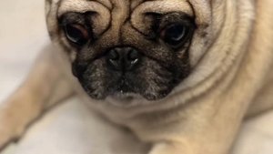 Мопс-путешественник🐶Любопытный Барни в поезде🚝