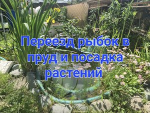 Переезд рыбок в пруд и посадка растений