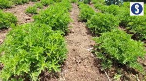 Rose scented herb puts cash into Nyeri farmer's pocket