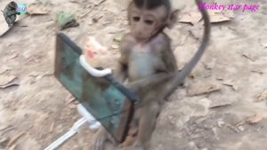 Обезьяна научилась пользоваться телефон