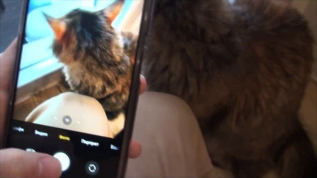 Разнос POCO X3. Мобильный телефон недорогой смотреть онлайн