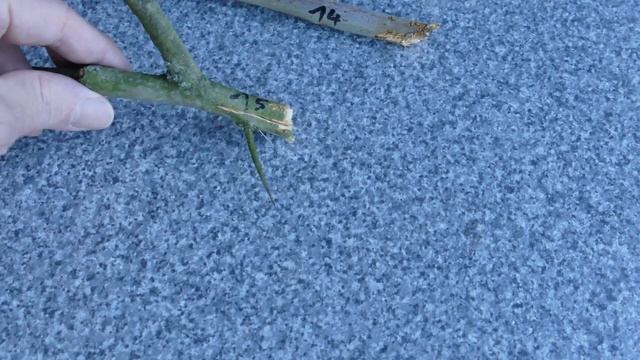 Kärcher Teleskop Heckenschere PHG 18-45 Battery - Fazit смотреть онлайн