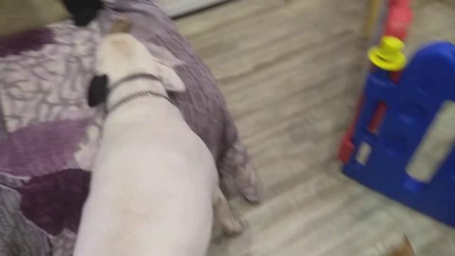 чихуахуа и бультерьер Этуаль