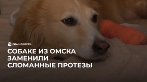 Собаке из Омска восстановили сломанные протезы