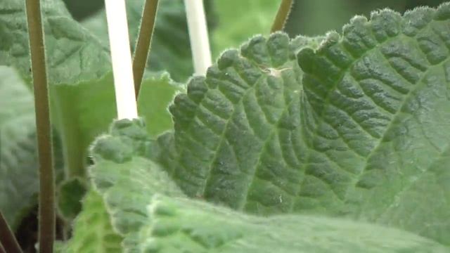 Стрептокарпус DS-1214 смотреть онлайн