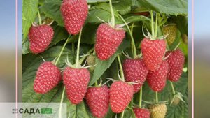 МАЛИНА КРАСНАЯ БРУСВЯНА ВСЕ О СОРТЕ