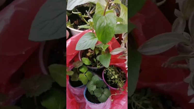 Покупочки для сада - новые растения #shorts #дача  #short #покупки #сад #цветы #цветыдлясада
